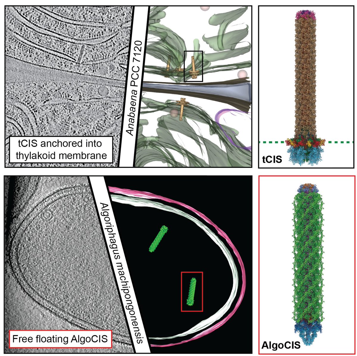 Pilhofer Lab (@pilhoferlab) on Twitter photo 🦠💉Bacterial spearguns: contractile injection systems are amazingly diverse! Check out our back-to-back papers in <a href="/NatureMicrobiol/">Nature Microbiology</a> to learn more about AlgoCIS and thylakoid-CIS! 🧵(1/3)
go.nature.com/3rNczCR
go.nature.com/3sLP9gK
#teamtomo #cryoEM #cryoET #microbiology 🦠💉Bacterial spearguns: contractile injection systems are amazingly diverse! Check out our back-to-back papers in <a href="/NatureMicrobiol/">Nature Microbiology</a> to learn more about AlgoCIS and thylakoid-CIS! 🧵(1/3)
go.nature.com/3rNczCR
go.nature.com/3sLP9gK
#teamtomo #cryoEM #cryoET #microbiology