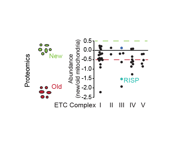 Katajisto Lab tweet media