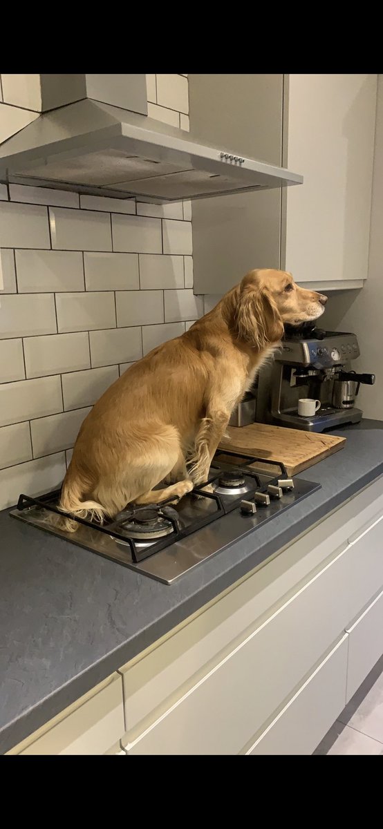 HayleyDevanney's tweet photo. @Clark1995Clark Admittedly this was a screenshot from March last year. Hugo was sick of lockdown and started a silent protest on my kitchen appliances. https://t.co/tpfZ4zJaBW