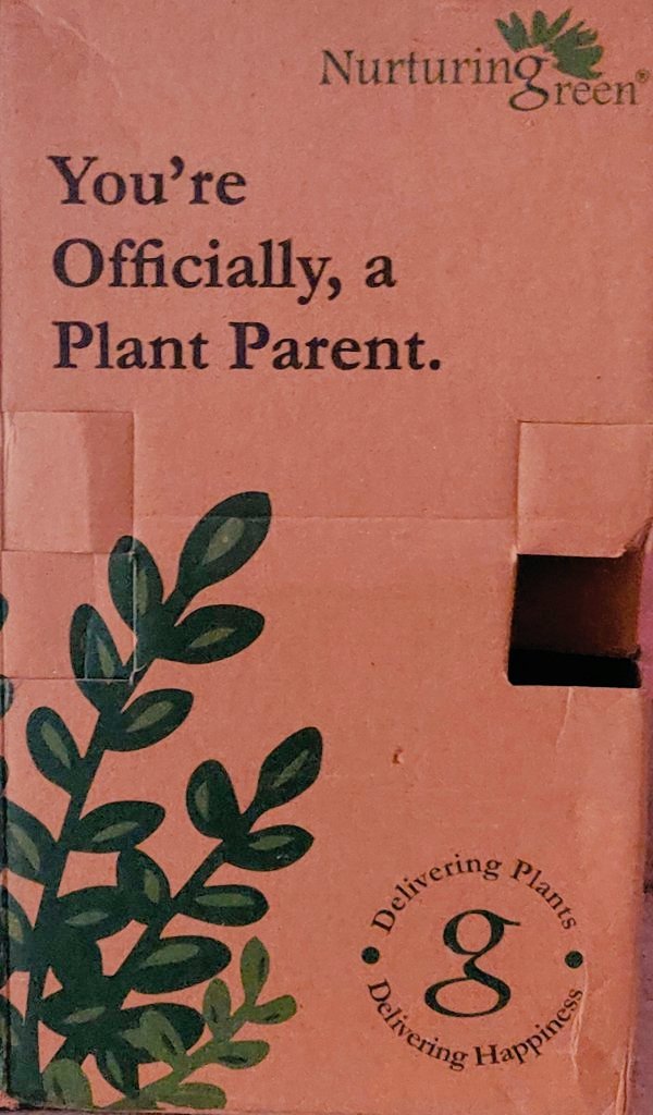 pravashonomics's tweet photo. Officially a Plant Parent ✅

Thank you @Nurturing_Green..It's Lovely!!❣️

🤗🤗
#valentinegift #ValentinesDay https://t.co/qtfMjGDofc