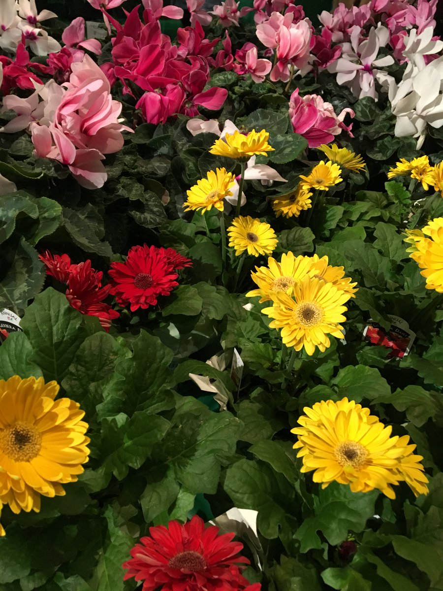 On a really cold day like today, remind yourself that the 4-day Connecticut Flower &amp; Garden Show opens next Thursday, Feb. 24 at the <a href="/CTConventionCtr/">CT Convention Center</a> in Hartford. Discounted tix on sale now at CTFlowerShow.com 
#Springiscoming