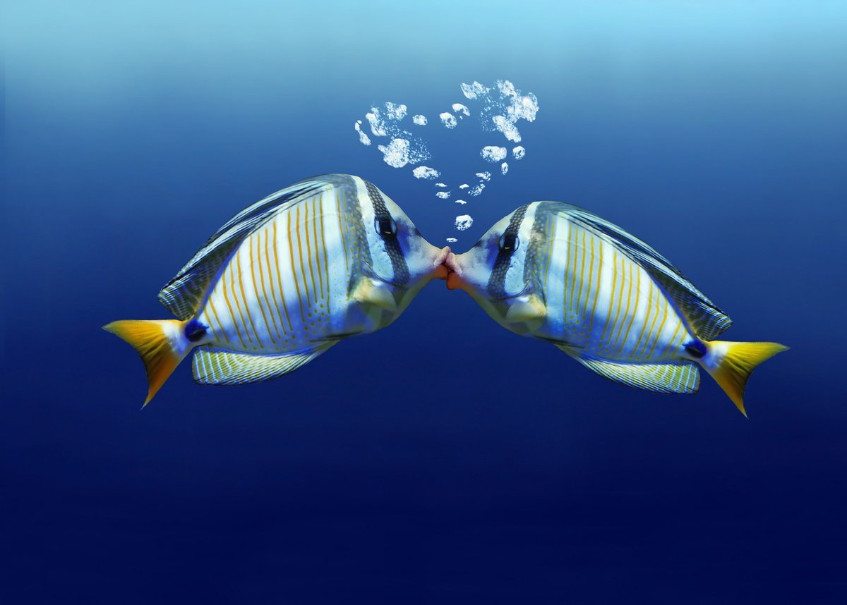 Happy Valentine's Day!❤️❤️

We know that you love all your fish equally...but everyone has a favourite fish!😁 Let's see the fin-tastic fish that holds a special place in your heart!🐟🐠🐡

#ValentinesDay #FavouriteFish #Love #BigAls #KeepOnTankin #BringUsHome
