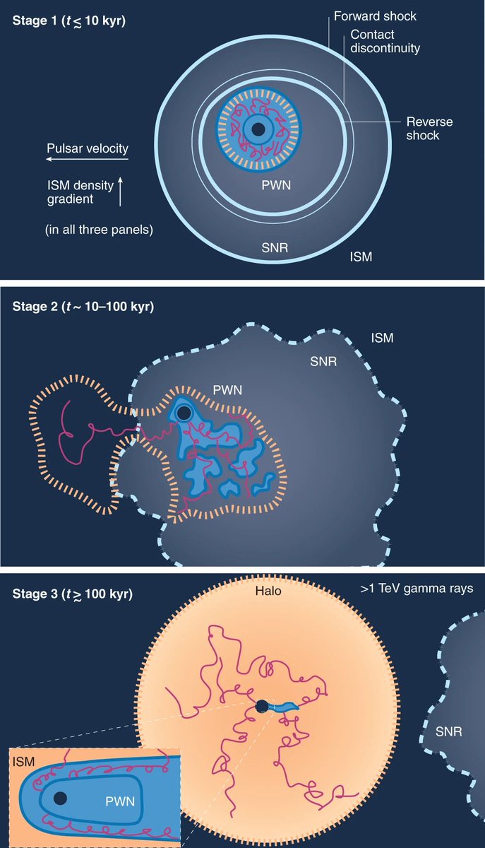 Rubén López-Coto and colleagues review the phenomenon of gamma-ray haloes around pulsars, and how these objects contribute to cosmic ray propagation in the Galaxy:
nature.com/articles/s4155…