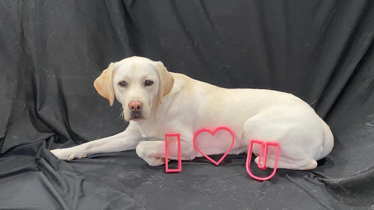 #Servicedog Jenny has a special #valentinesday message for her future veteran. 💘❤️💖