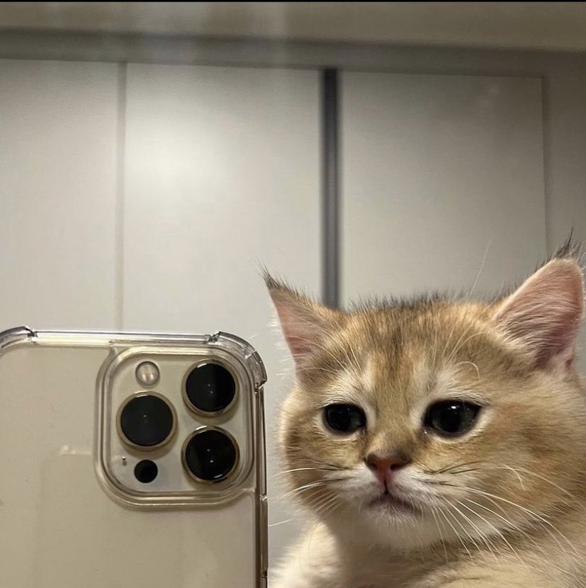 Out Of Context Animals (@cntxtanimai) on Twitter photo 