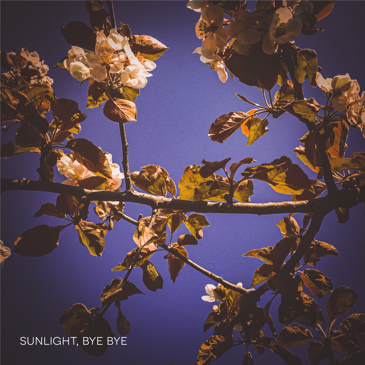 the3rdlangston's tweet photo. In case you missed it, Sunlight Bye Bye is OUT NOW!

https://t.co/i8DNkPnPkJ https://t.co/1pl4Fduy6f