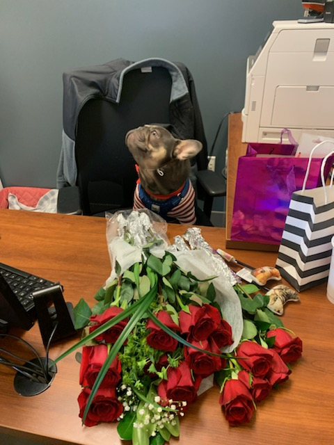 Good boy Stitch, taking great care to deliver one single rose to all the ladies here at Patriot Subaru North Attleboro. Smart fella! Happy Valentines Day everyone! #ValentinesDay #RedRoses