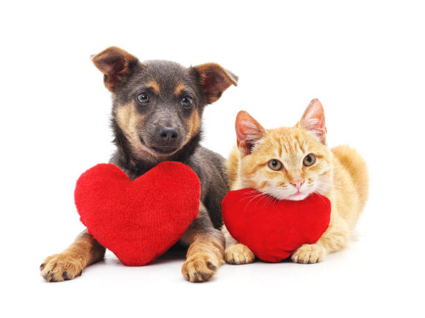 Happy Valentine's Day!