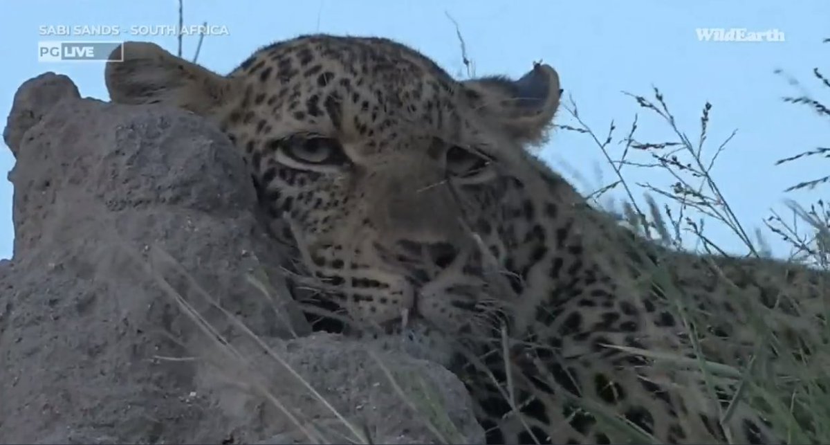 Meaghan_Edwards's tweet photo. Mood. @WildEarth #WildEarth #RBface https://t.co/AR8WHpkanr