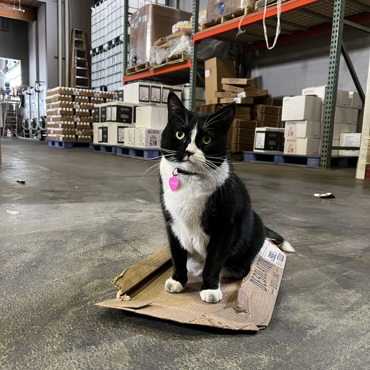 Gimlet wants to know if anyone will be her valentine??