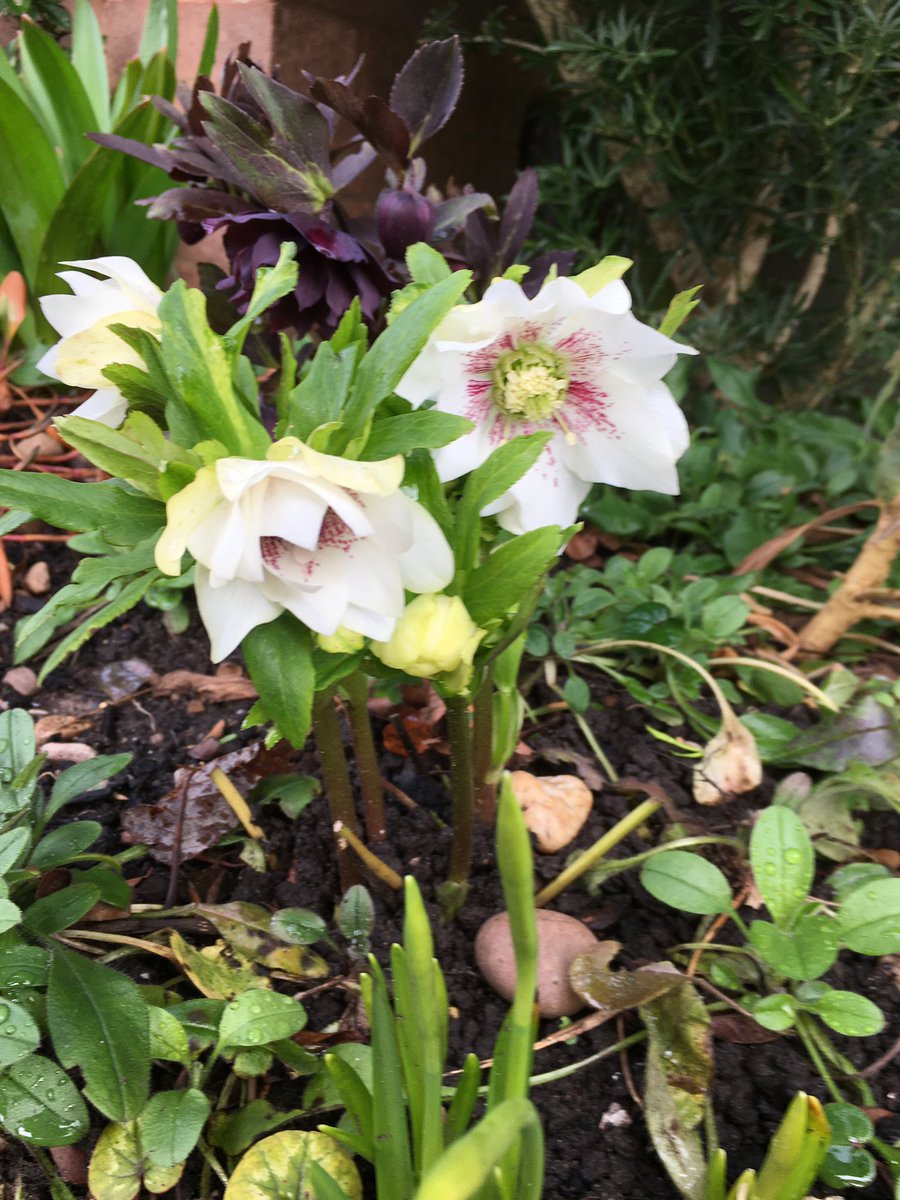 Milhart66Ken's tweet photo. Hellebores in the front garden today. (1) https://t.co/BucmDXJEce