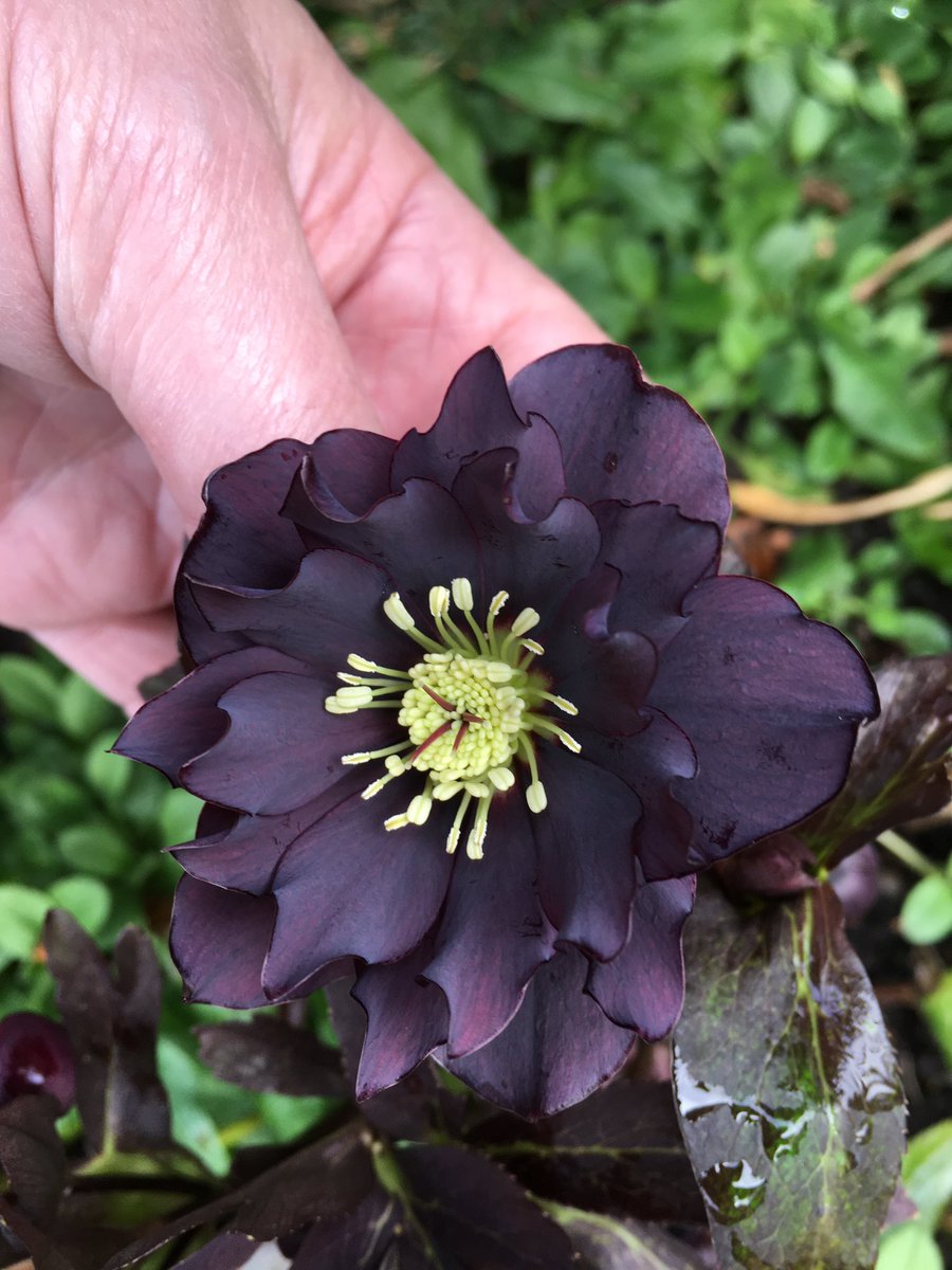 Milhart66Ken's tweet photo. Hellebores in the front garden today. (1) https://t.co/BucmDXJEce