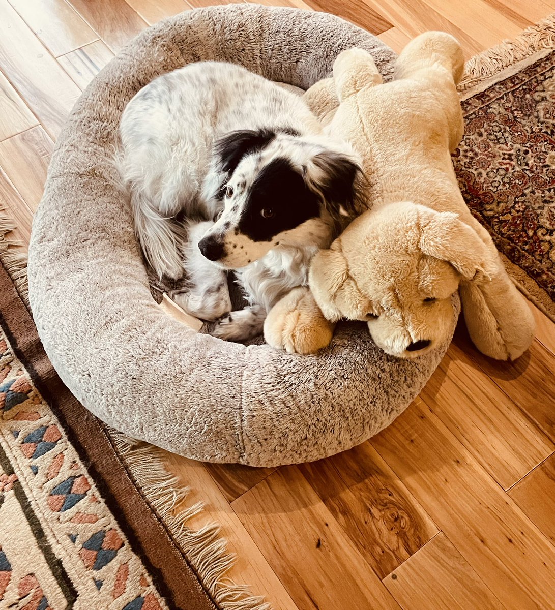 Boho_For_Life's tweet photo. The two of us are holding down a Zom-den, we’re awaiting reinforcements! Raaaaar. #ZSHQ #dogsoftwitter #bordercollie #aussiecollie #lovedogs #MondayMotivation https://t.co/i98i9CYgTf