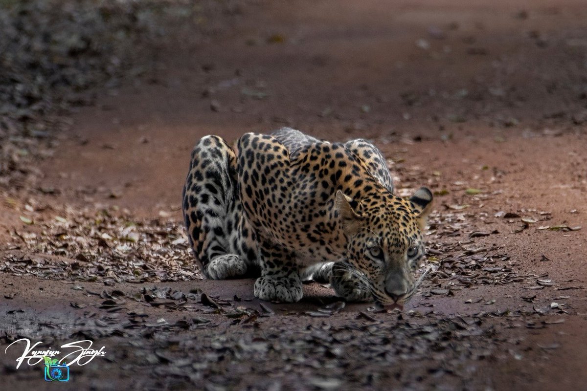 HutView's tweet photo. ѕяι ℓαиκαи ℓєοραя∂  

 🌍🌎Travel with smiling nature ⛰️🏞️🏝️  

 #travelceylon #travelblogger  #wilpattu #leopard #tiger #leopardchallenge #leopardsrilanka #srilanka # #srilankanleopard #wildlifephotography #wildlife #viewhut #nikon 
 copyrighted © https://t.co/FacfxqweH1