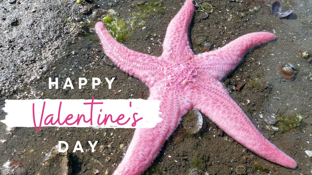 OceanCoalition's tweet photo. Love is in the air and beneath the waves. Show the ocean some love today so we can all share a fin-tastic future of healthy oceans and thriving marine species! 💖 #HappyValentinesDay #YouOtterKnowILoveYou #LetsCuttle #LoveAsDeepAsTheOcean https://t.co/kiCl07uFZD
