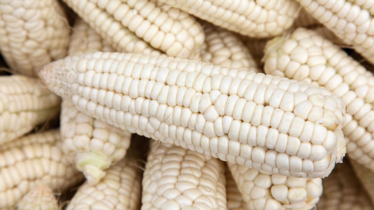 AgripreneurTV's tweet photo. 🤔 Le Savez-vous ❓
🇧🇯 Le Bénin a homologué en 2016 une variété de maïs appelé « Ya Koura Goura Guinm » de couleur blanche. Il a une hauteur de plantes de 160 cm et son rendement potentiel par hectare est de 4 t/ha. 
Lire ici : https://t.co/RZXKDqY7FS
#Agriculture #NowYouKnow https://t.co/gFf9s1Xt86