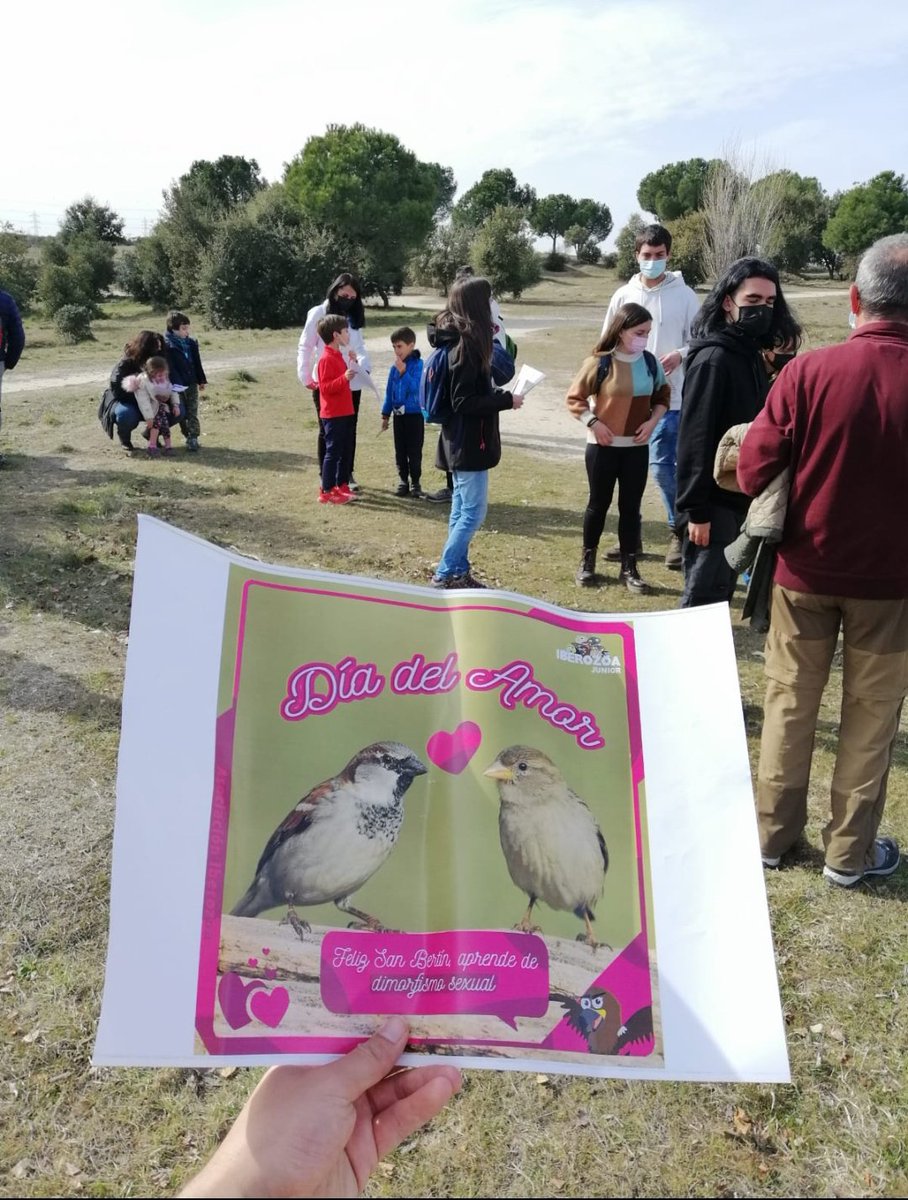 Iberozoajunior's tweet photo. 💕 Amor, amor, amor 💕
Como diría Berto, el Águila imperial ibérica del Iberoteam, "Feliz San Bertín!" 🦅

Para celebrar el día de los enamorados 😻 salimos al campo con varias familias 👪 y jugamos a conocer el dimorfismo sexual de diferentes especies ibéricas https://t.co/rc6w0VHLwf