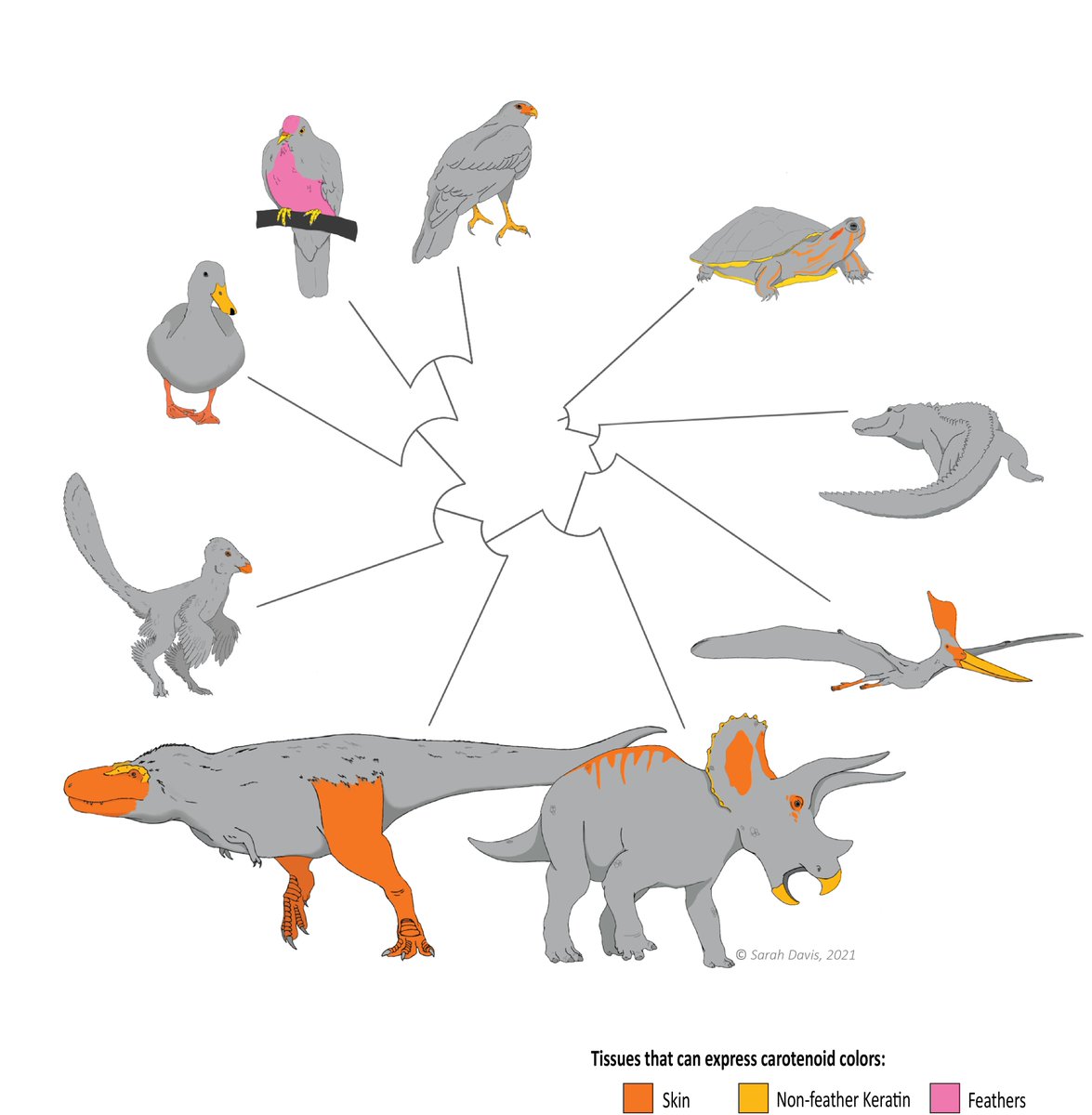 Развитие динозавров. Эволюционное Древо динозавров. Предки динозавров. Пищевая цепочка динозавров. Эволюционное Древо птиц.