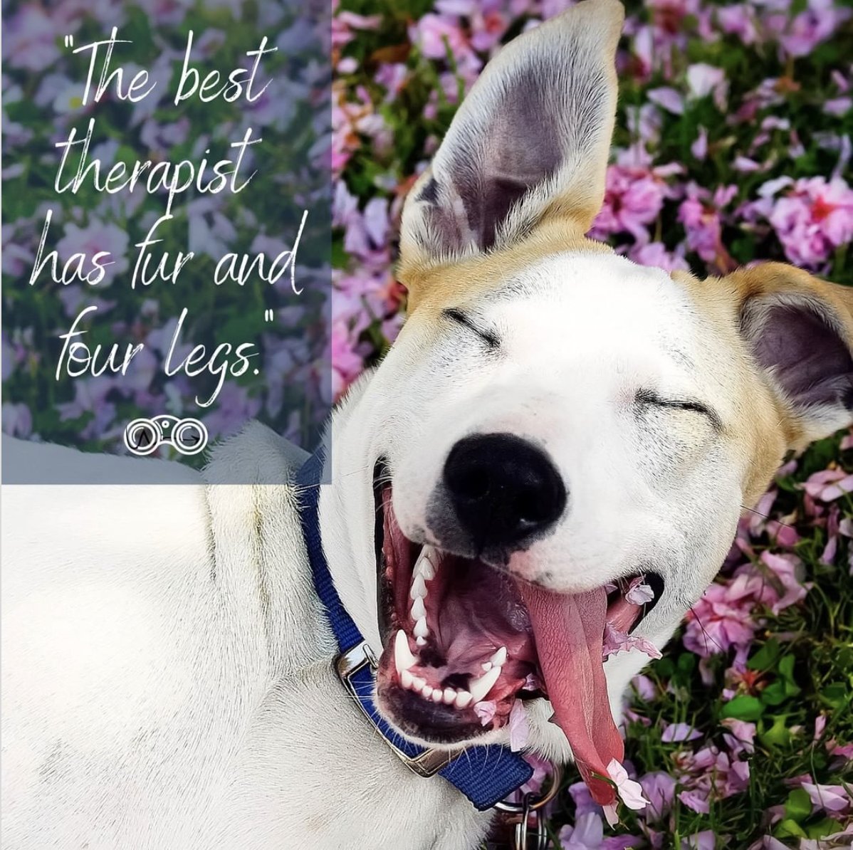 AdventureNowApp's tweet image. "The best therapist has fur and four legs."

For pupventure ideas made easy, download the AdventureNow! app.

#adventurenow #adventure #picnic #texakarma #fit #instagood #bringthepoochnow #pooch #dog #family  #happy #pupventures

linktr.ee/Adventurenowapp