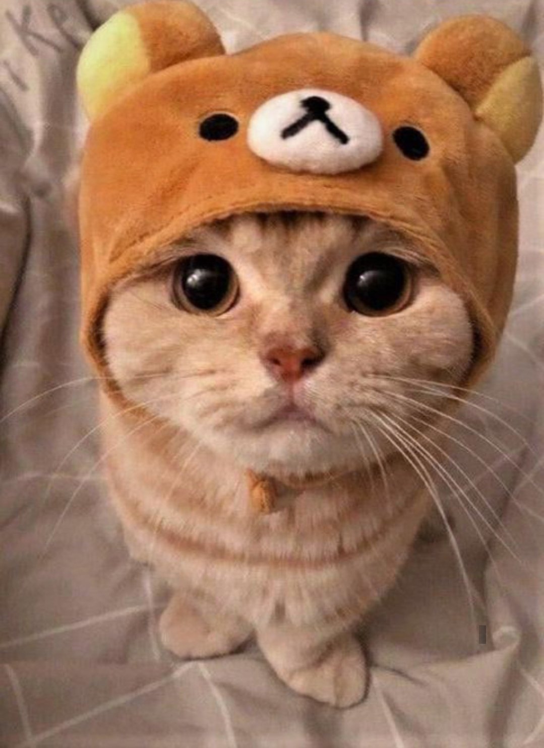 Кот в шапке