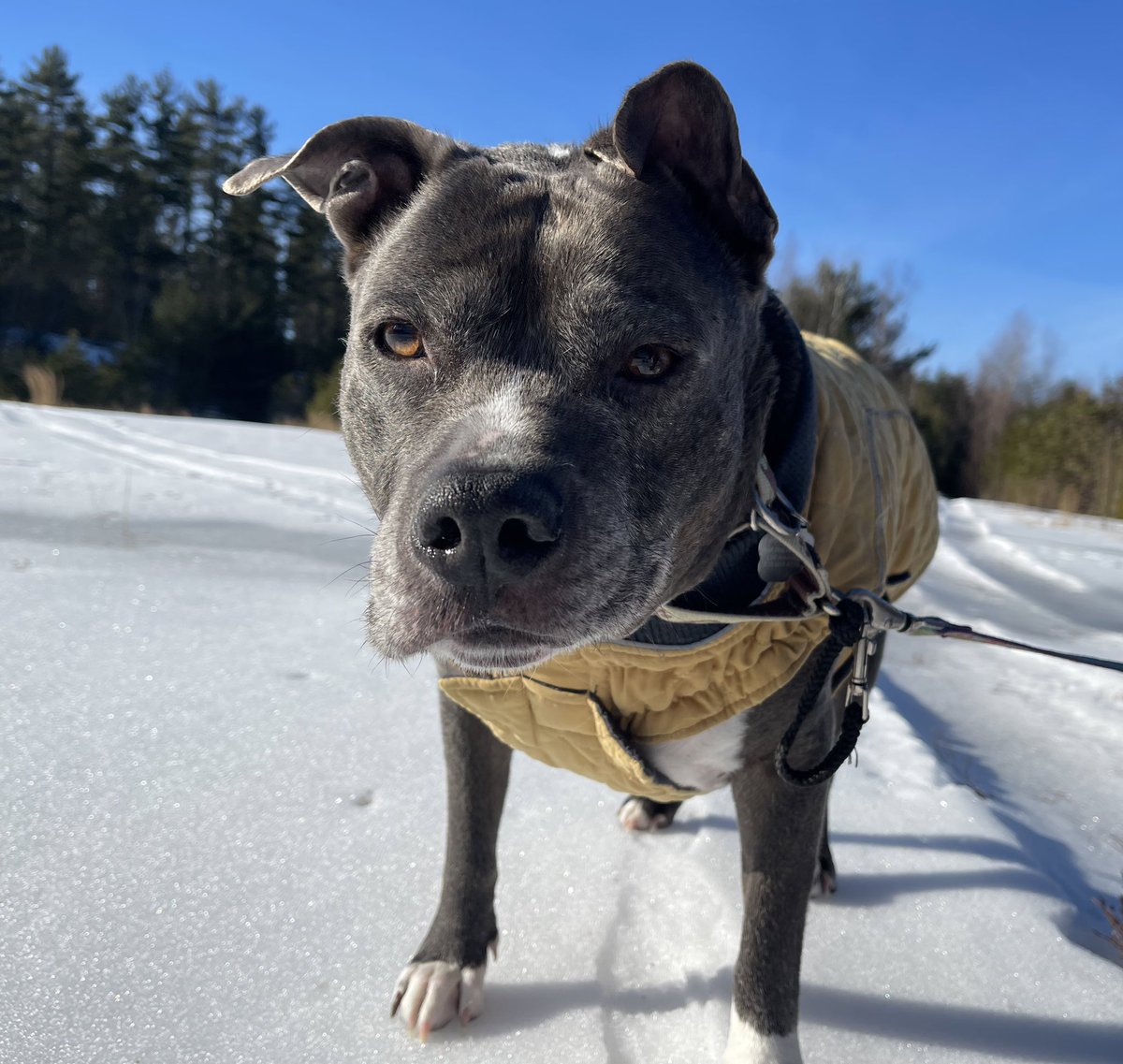 RedDogPetCare's tweet photo. Major says he preferred the nice warm ☀️ weather from last week. Me too, Major, me too.

#doggo #dog #petsitting #dogwalking #dogwalker #pupper #furryfriend #happydog #dogsofinstagram #reddogpetcare #rdpc #bullybreed #newengland #hurryupspring https://t.co/c6JNGZcnZG