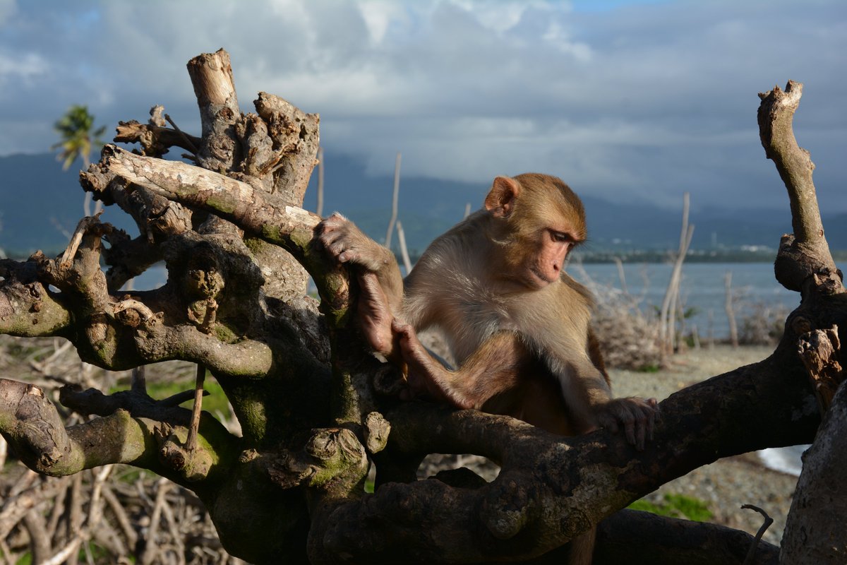 SMack_Lab's tweet photo. Are you an undergrad interested in genomics and bioinformatics? The @SMack_Lab has 2-3 paid @NSF #REU openings for this summer (2022)! You'll be able to work on research involving geladas, macaques, and dogs! 

https://t.co/GZu3Jy4AR9
apply: https://t.co/BEe1t18jnj

Please RT! https://t.co/poFtJNhLFo