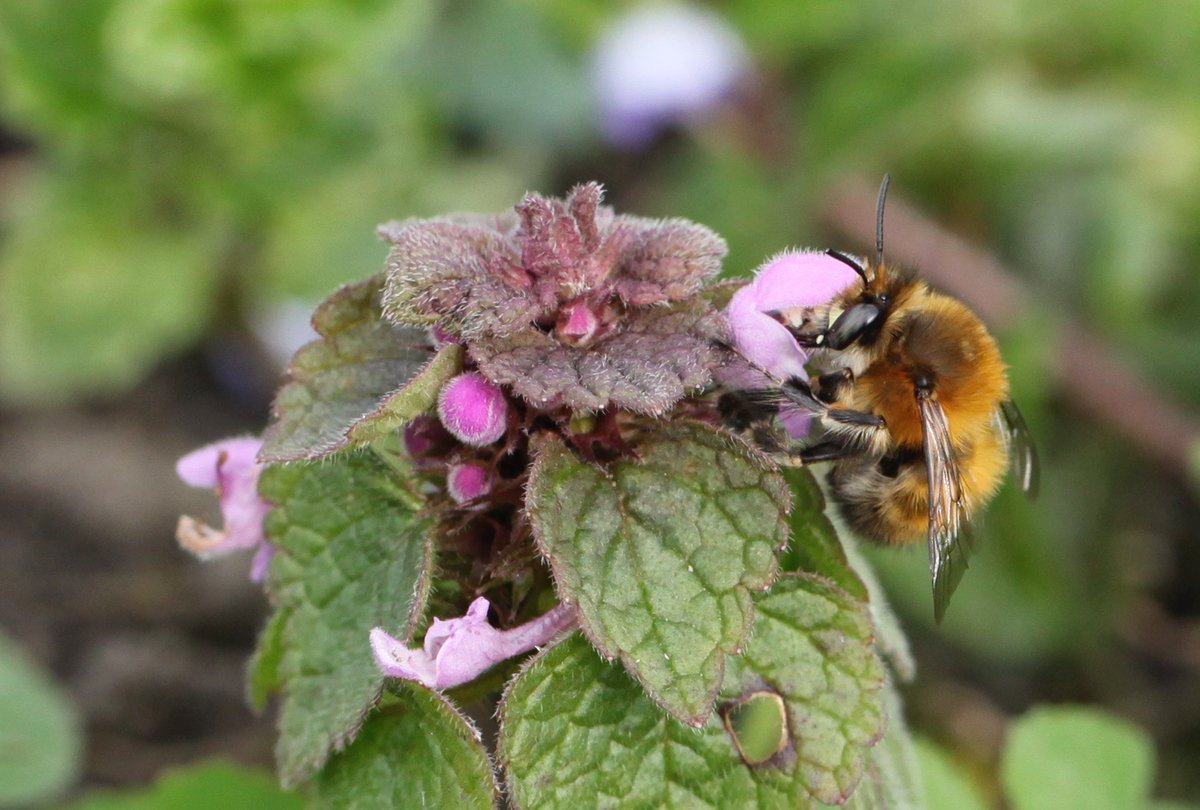 B_Strawbridge's tweet photo. Hairy-footed Flower #bees (Anthophora plumipes) will soon be out and about. The ginger coloured males emerge first, followed a week or so later by the all-black females. They have a penchant for lungwort, dwarf comfrey, red dead nettle &amp; wallflowers, so keep your eyes peeled! https://t.co/OKASD9kiBn