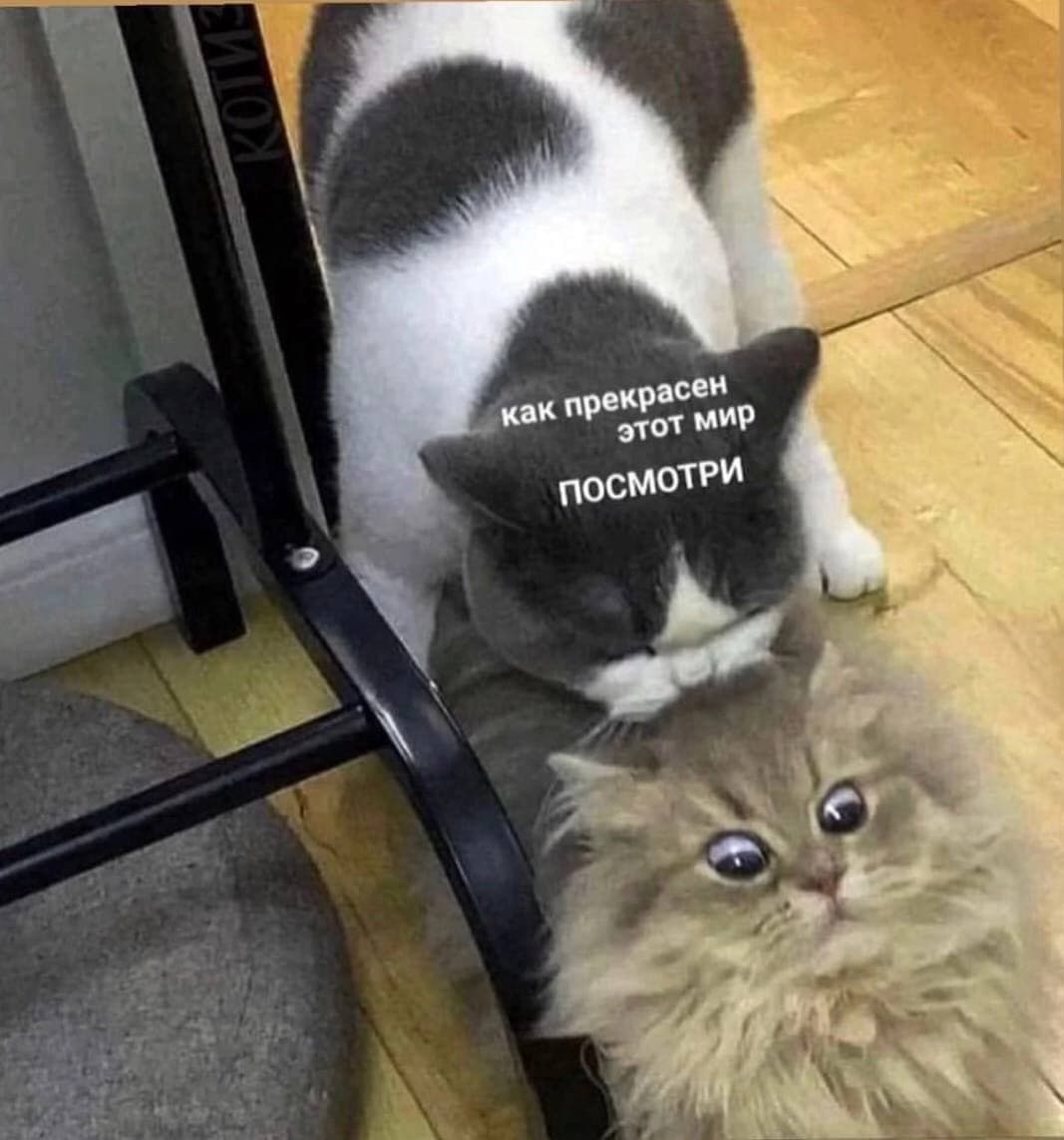 RussianMemesLtd's tweet image. how beautiful this world is
look