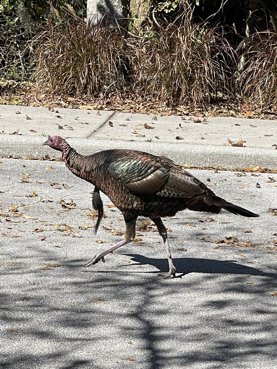 SandyHarper's tweet photo. We surprised each other during my walk today! #HelloTurkey #walking #walker https://t.co/UHUkuhUaA7