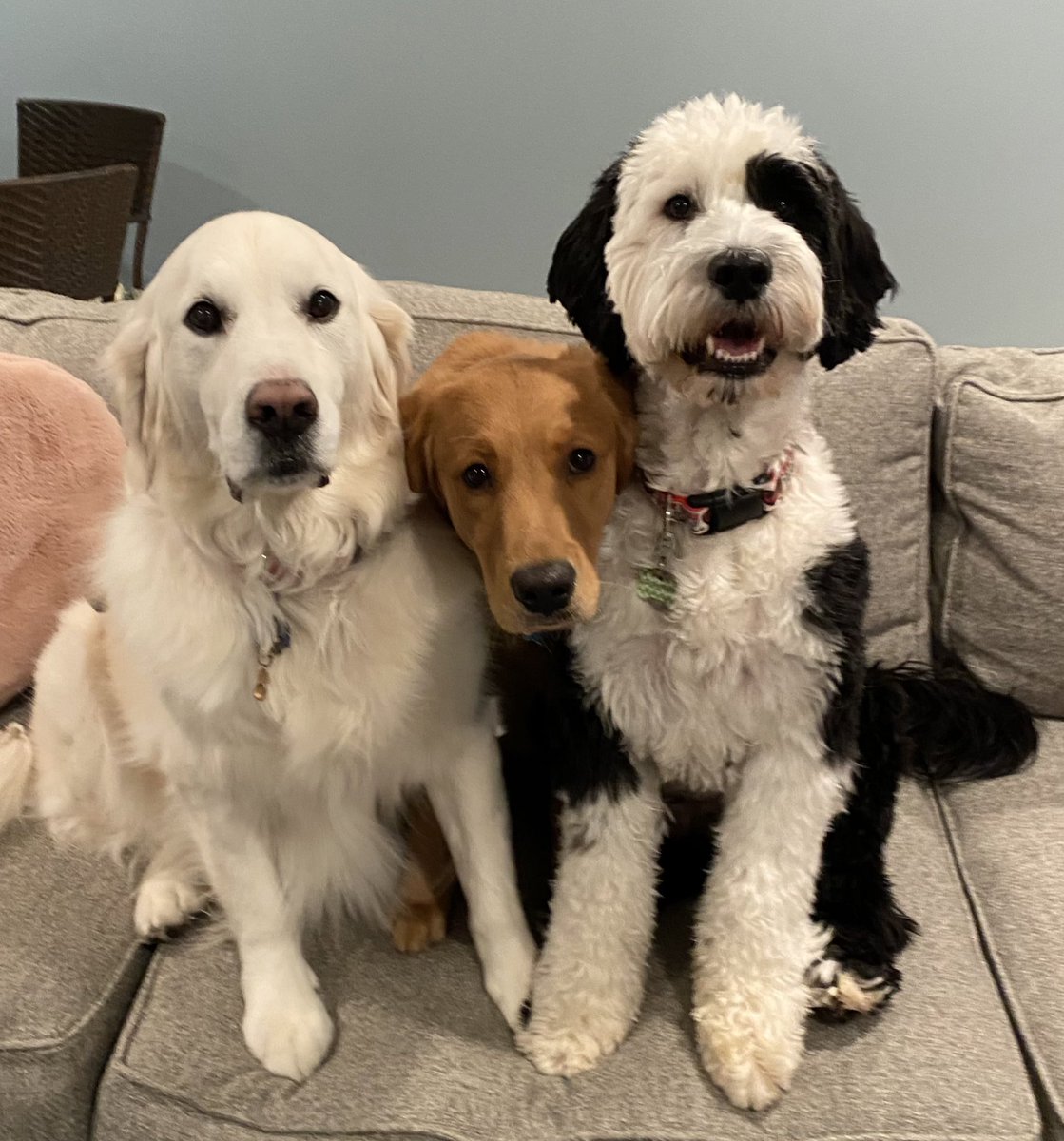 School would be ruff without each and every one of you, Knights! 🖤💛 <a href="/GrayslakeNorth/">Knight Pride</a>