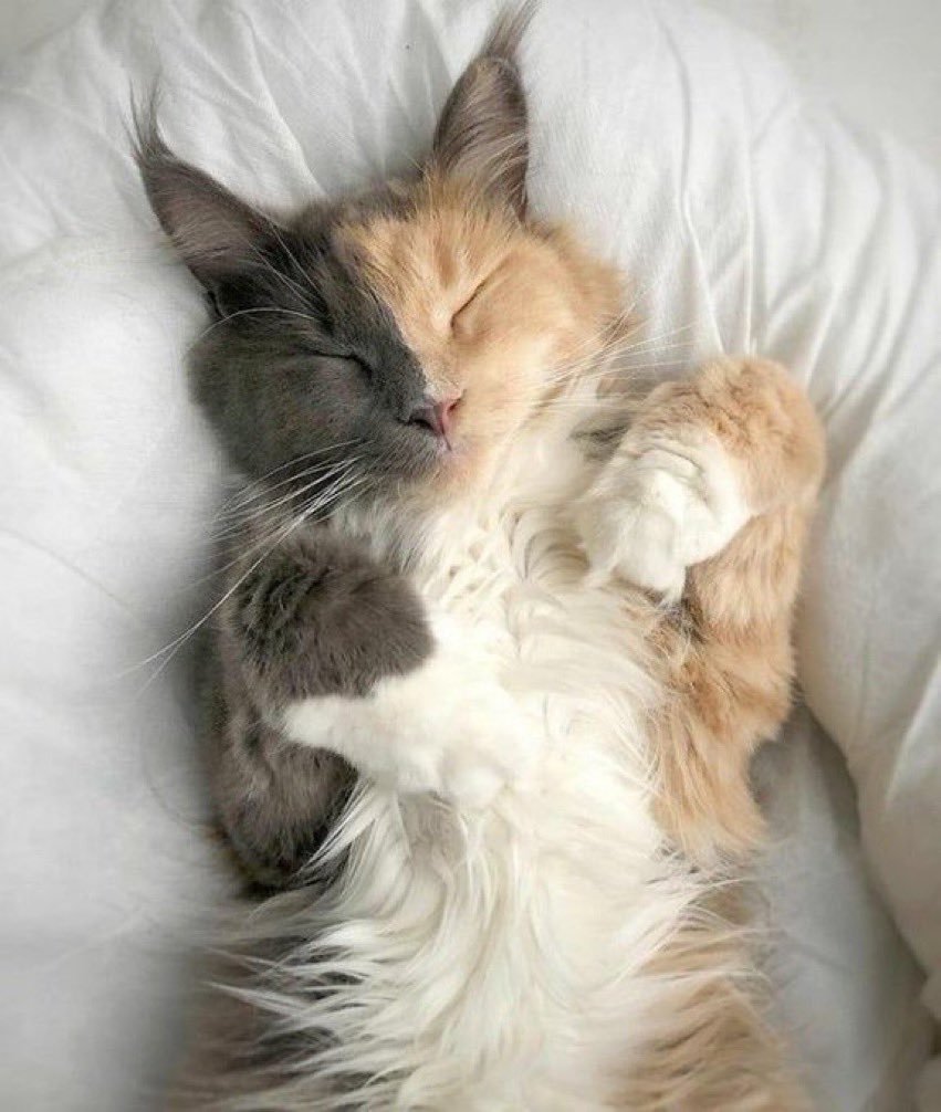 sliceoflyfes's tweet photo. ❀ purrty baby ❀ https://t.co/IUW0gsALcL