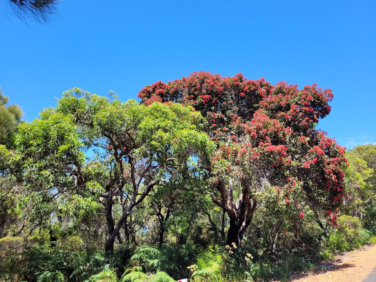 Voting is open!!

Let's make C. ficifolia the first Corymbia to be #eucalyptoftheyear 

eucalyptaustralia.org.au/eucalyptofthey… 

#friendsofficifolia #eucbeaut #wildoz #ozflora