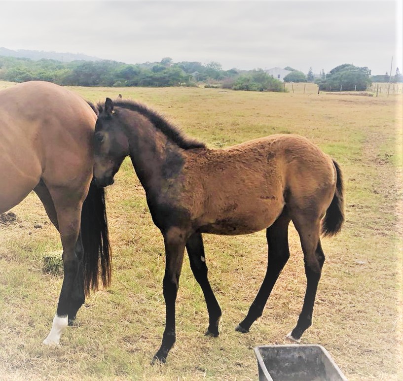allanbloodlines's tweet photo. Spot the 3 #HintleshamHall rooms? Our 3rd gen #GlobalView colt foal at #AscotStud to be named #Ravilious full brother to yearling #LongGallery out of #Grandiflora our (3xwinning in CapeTown) favourite suite during our 15 years there. #HintleshamRacingSA #HintleshamRacingUK https://t.co/VXVxPqLrCE