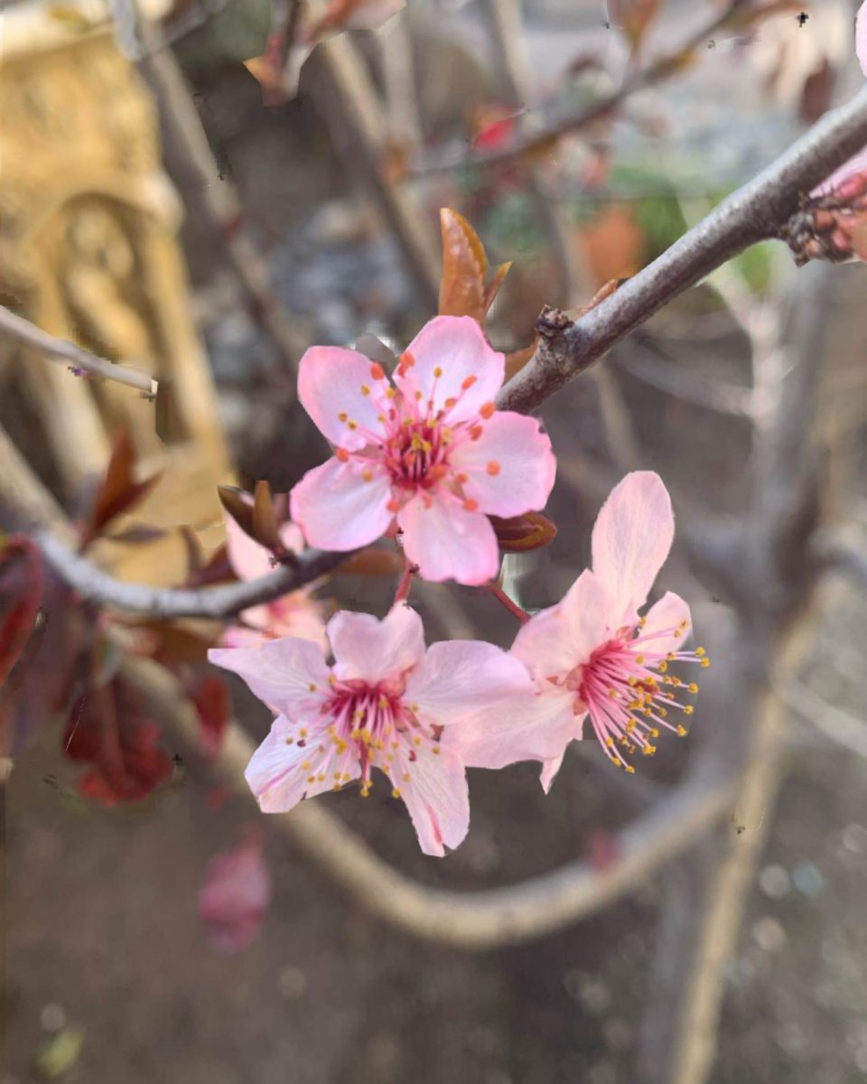 StephenNgCFA's tweet photo. Happy Valentines, may the love be with you ❤️

#valentines #valentinesday2022 #springflowers https://t.co/GKZl7HiIjn