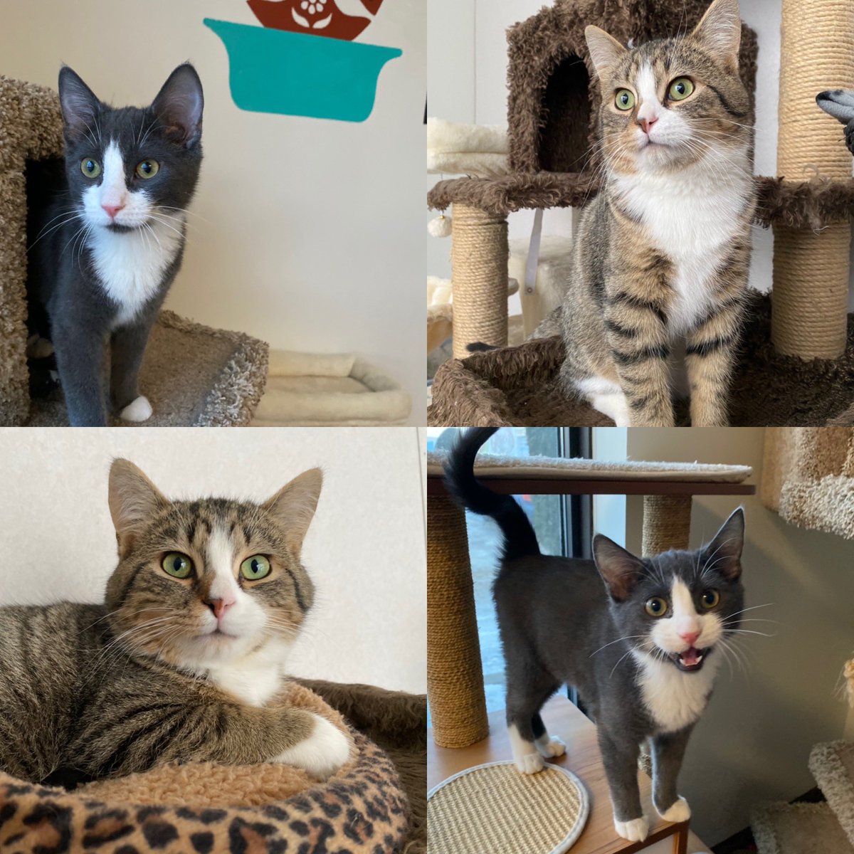 SAFEteamrescue's tweet image. Happy Magpie Monday and Valentine’s Day from adoptable kitties, Grant and Joey!  Grant and Joey are our other sweethearts currently residing in our @KitchenMagpie sponsored room at our shelter. These BFFs are extra cute, they both have gentle spirits, and they will both be