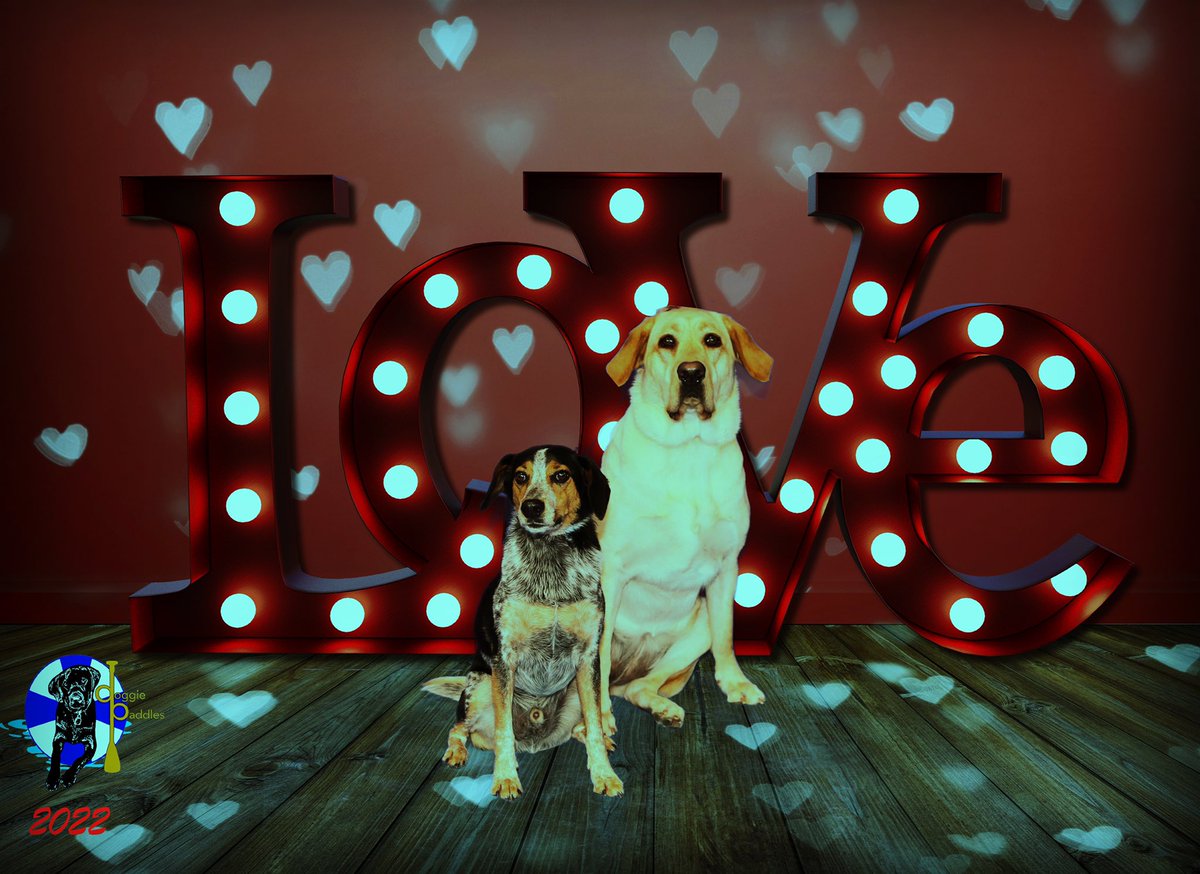 marleyrae's tweet photo. Happy Valentine’s Day from Baloo and Zenyatta!! Daycare photos are the best ❤️ https://t.co/7za1ONf9QN