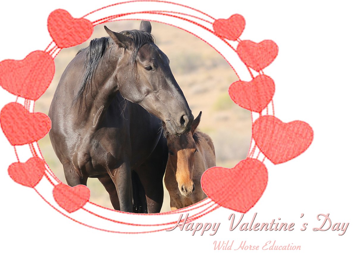 #ValentinesDay2022 We unite in the commitment to continue to run for the #wildhorses. #FightForWhatYouLove #HaltTheHelicopters #KeepThemWild
WildHorseEducation.org