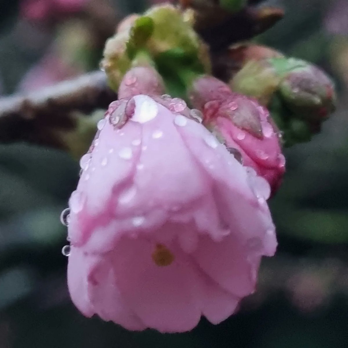 #cerisierjaponais #cherryblossom instagram.com/feyd78_1_2