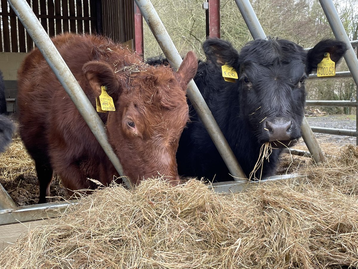 IanDHorsley's tweet photo. Back from our holidays. Checking in to find some very happy cows and calves in their new shed.
They'll be back out on the bale pod shortly.
#nativeangus https://t.co/pG5eQ6xrQw