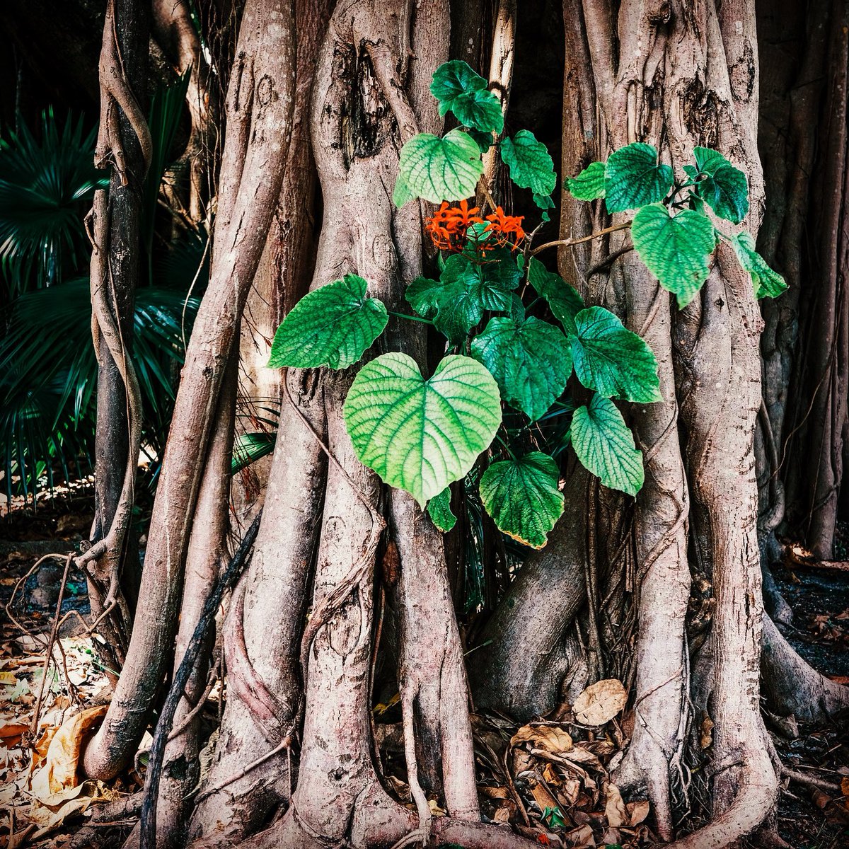 VBrunnette's tweet image. 💚 #HappyValentinesDay2022 #naturelovers 💚