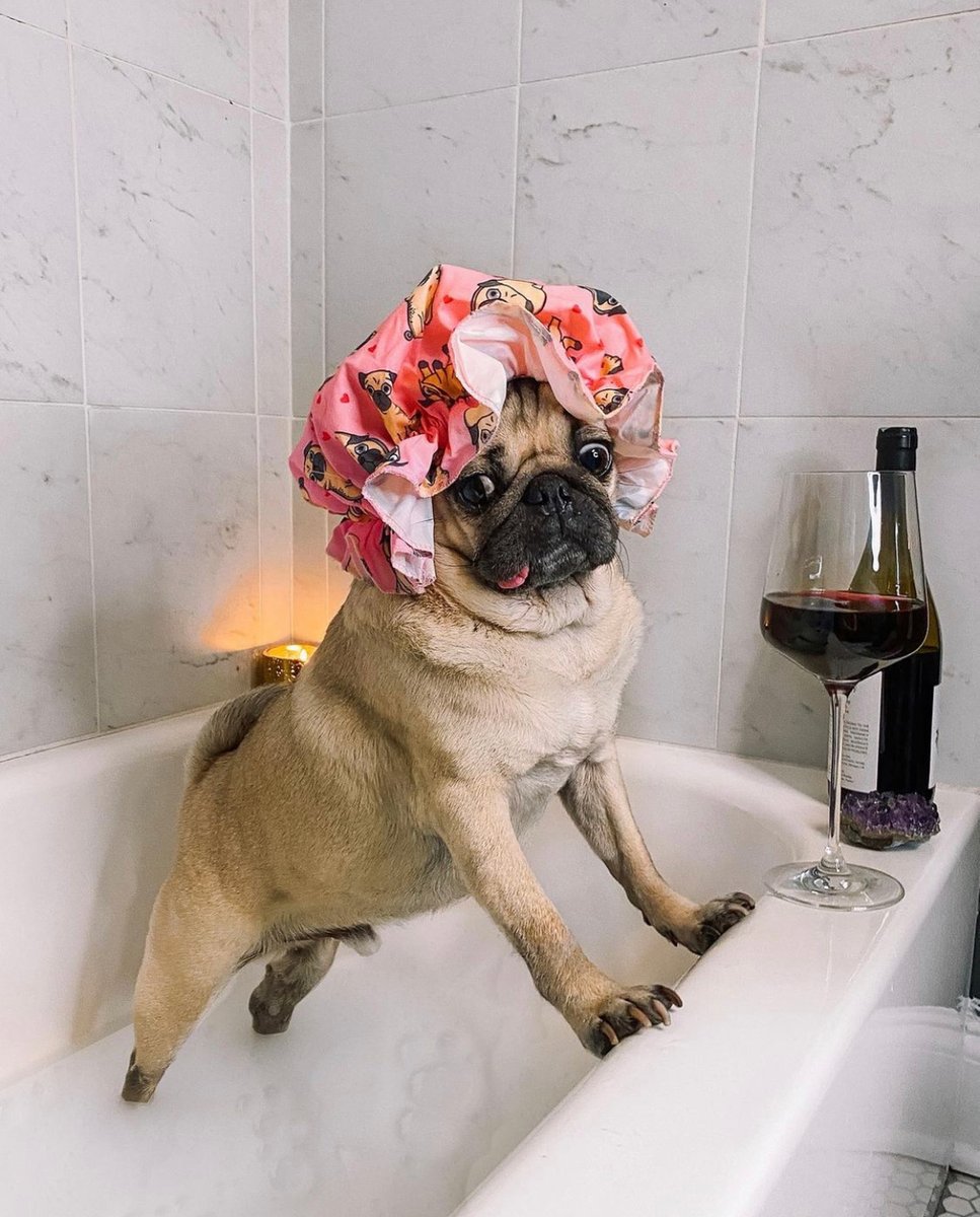 Our #ValentinesDay plans: 🐶🍷🛁

What are your plans? Whether you're spending time with a loved one or your galentines, we hope you do something to treat yourself today! Because doing good starts with you 💙 #selfcare #selflove

<a href="/itsdougthepug/">Doug The Pug</a> 📷