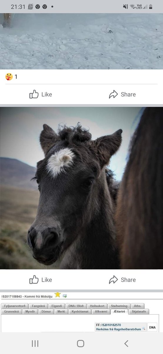 Nýjasti meðlimurinn hún heitir Rán