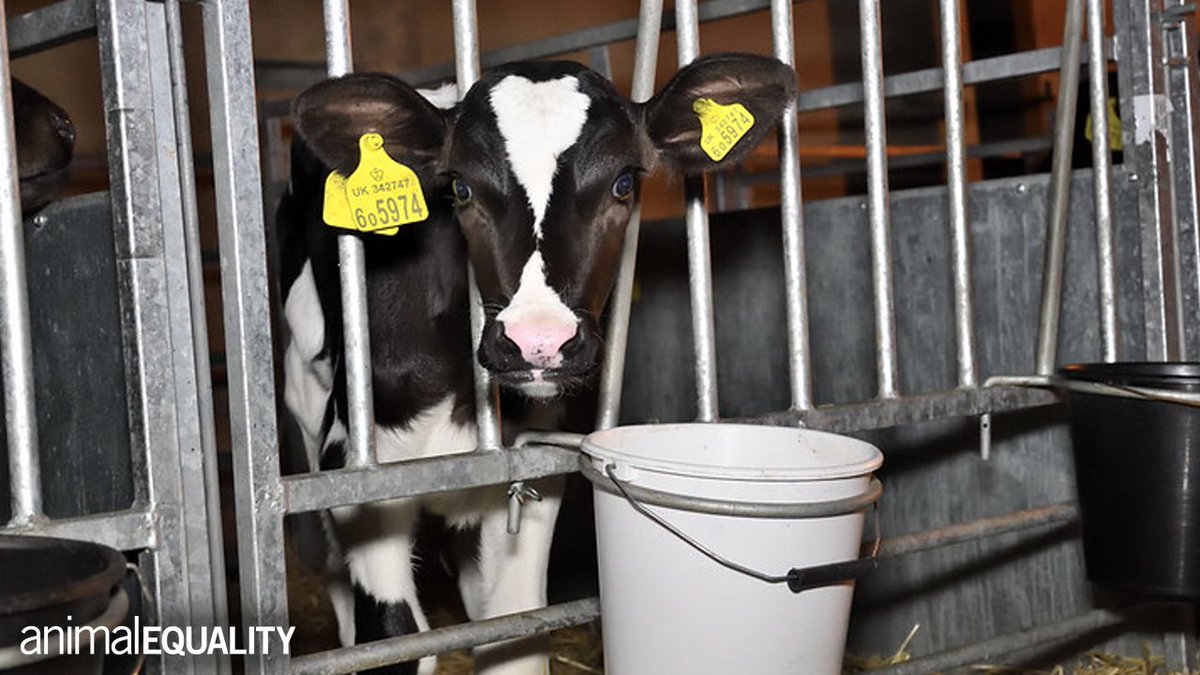 Over the past six years we’ve investigated four UK dairy farms and have found abuse, neglect or illegality taking place on every single one. Watch #BBCPanorama tonight – starting at 7.30pm on @BBCOne – to be among the first to see our latest disturbing findings. #Februdairy