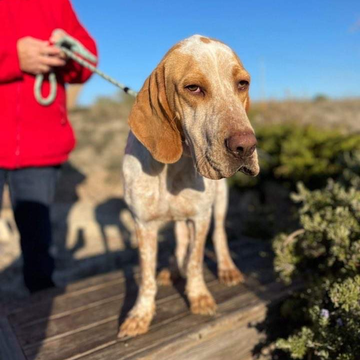ETierhilfe's tweet photo. 💖OWEN💖#Adoptme
Profil: https://t.co/dxaFCEByVh
#dogsneedhome #dogsofspain #dogsoftwitter #dogs #adoptdontshop https://t.co/0WXCE01jhK