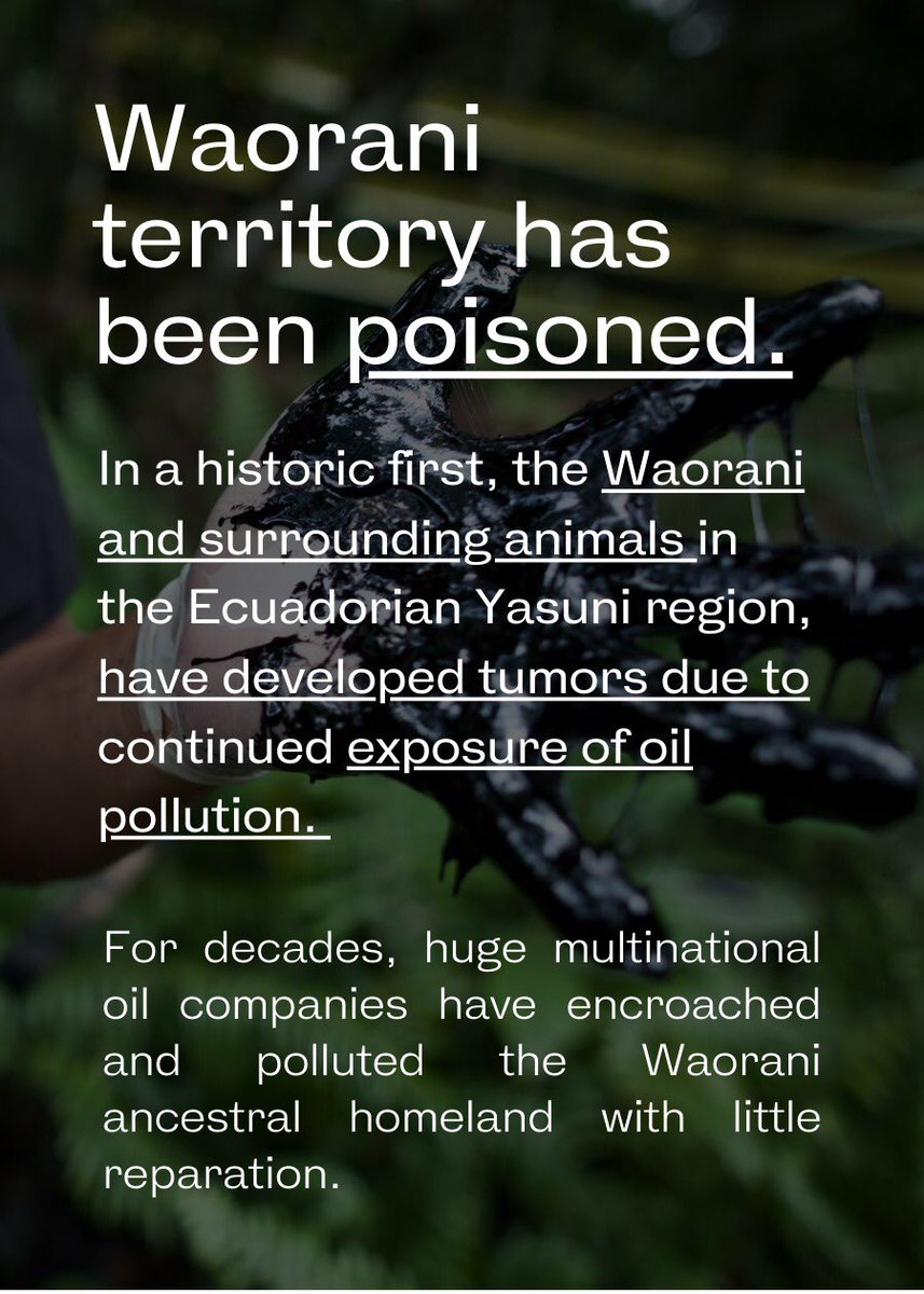 Dom_Loomes's tweet photo. Wia, the leader of the Waorani tribe is asking the world for help. In order to obtain financial &amp; political autonomy, he and his tribe are spearheading an eco tourism project. Please donate what you can today to empower the Waorani from abject conditions. https://t.co/hUQ36nJXeW https://t.co/oew7K2MXZg