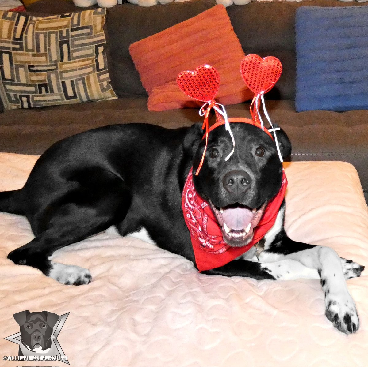 Happy Valentine's Day Everypawdy! I hope you all have a love filled day! 💕❤️
.
.
I know it's been a while since I last posted! Life's been getting in the way and Mommy hasn't had time, but I promise I'm still around! 🐕❤️
.
.
#dogsoftwitter #ValentinesDay2022 #ValentinesDay