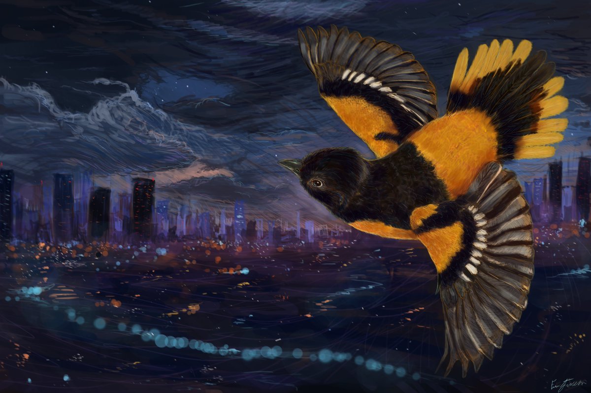 Erin Jackson tweet media