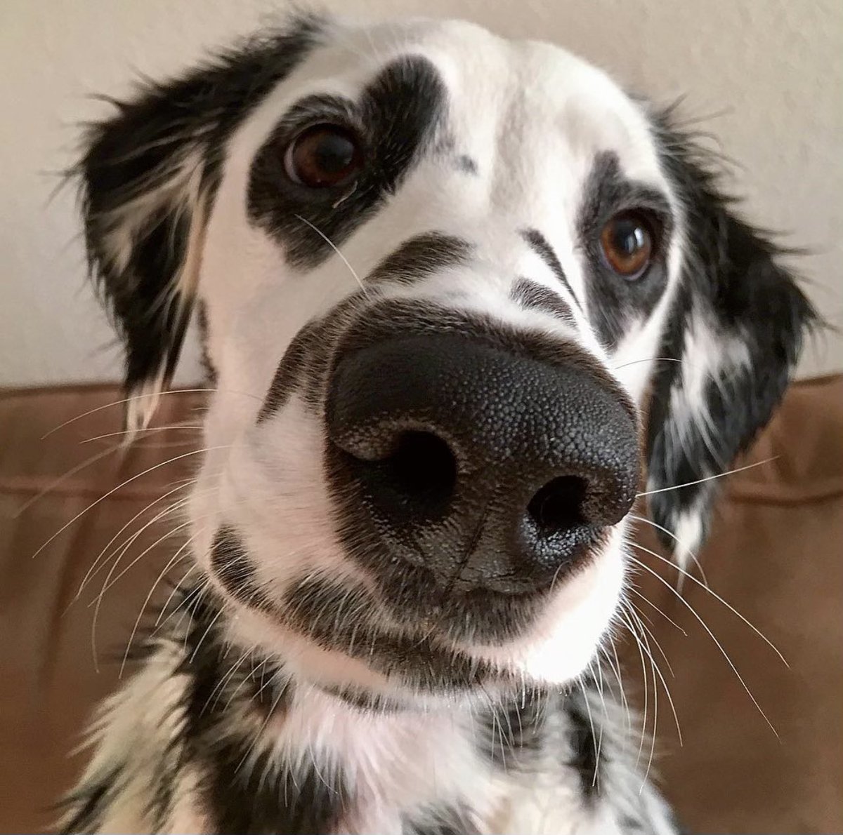 dog_rates's tweet image. This is Charlie. He has literal heart-eyes. 14/10 would be an honor to pet