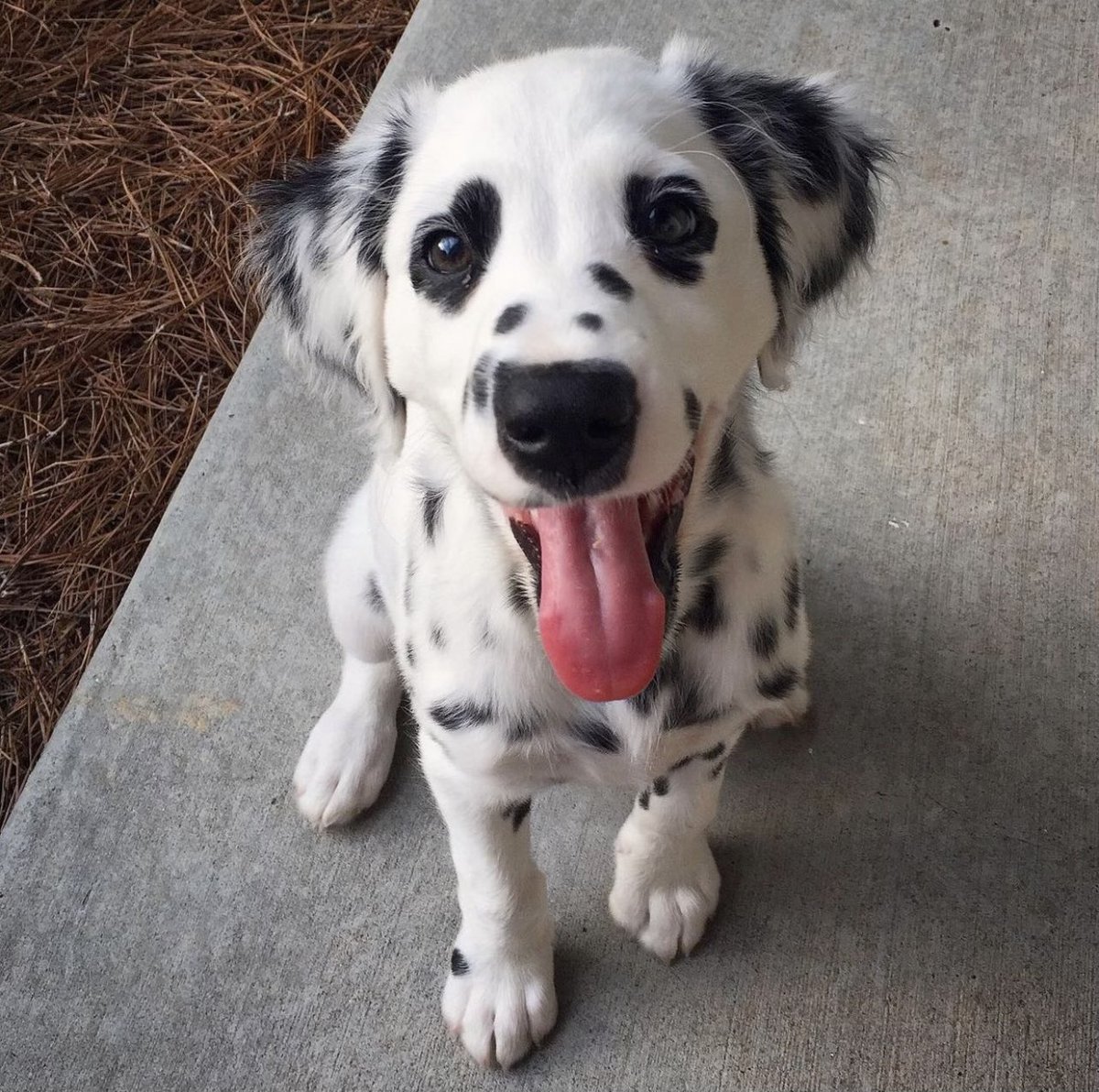 dog_rates's tweet image. This is Charlie. He has literal heart-eyes. 14/10 would be an honor to pet