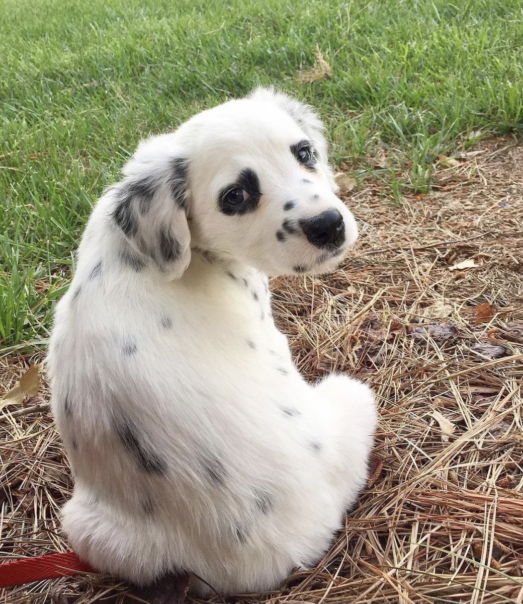 dog_rates's tweet image. This is Charlie. He has literal heart-eyes. 14/10 would be an honor to pet